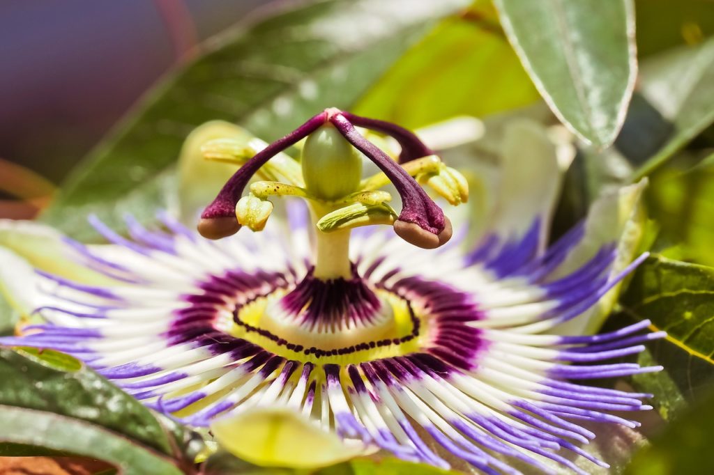 flower, passion flower, passiflora