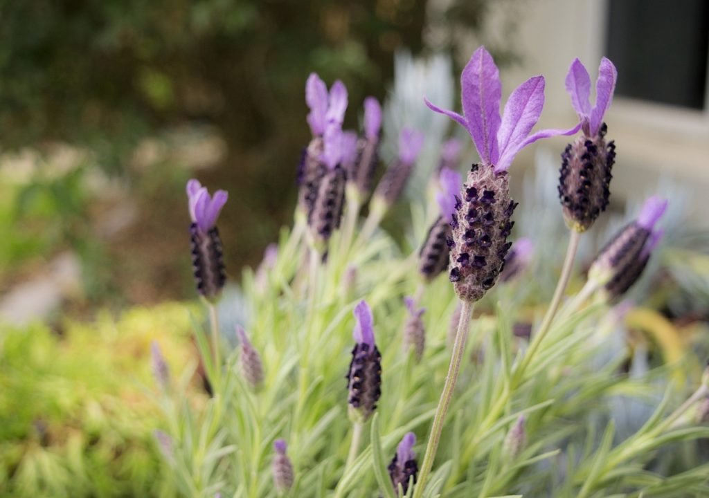 lavendar, flower, garden